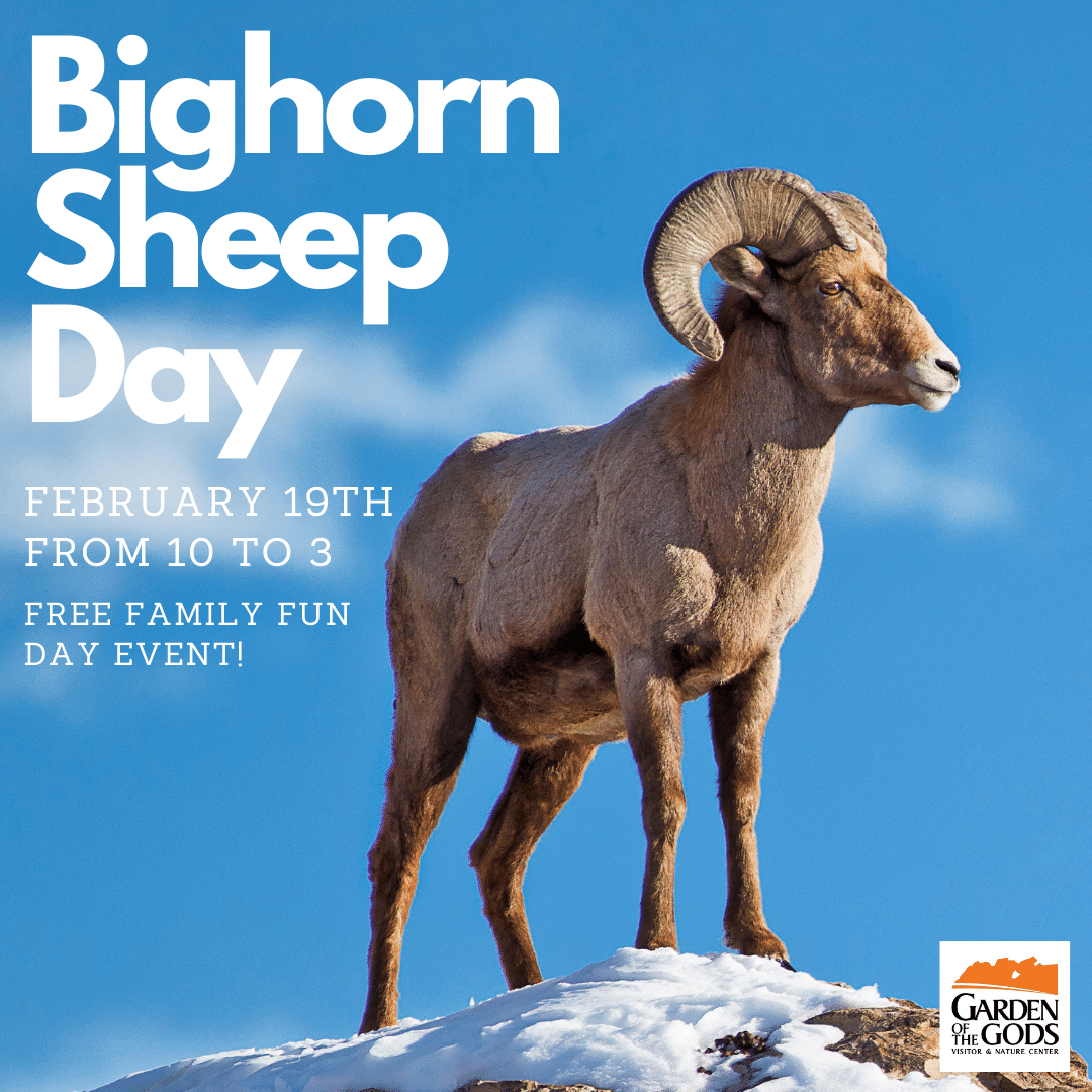 Bighorn Sheep Day Rocky Mountain Field Institute